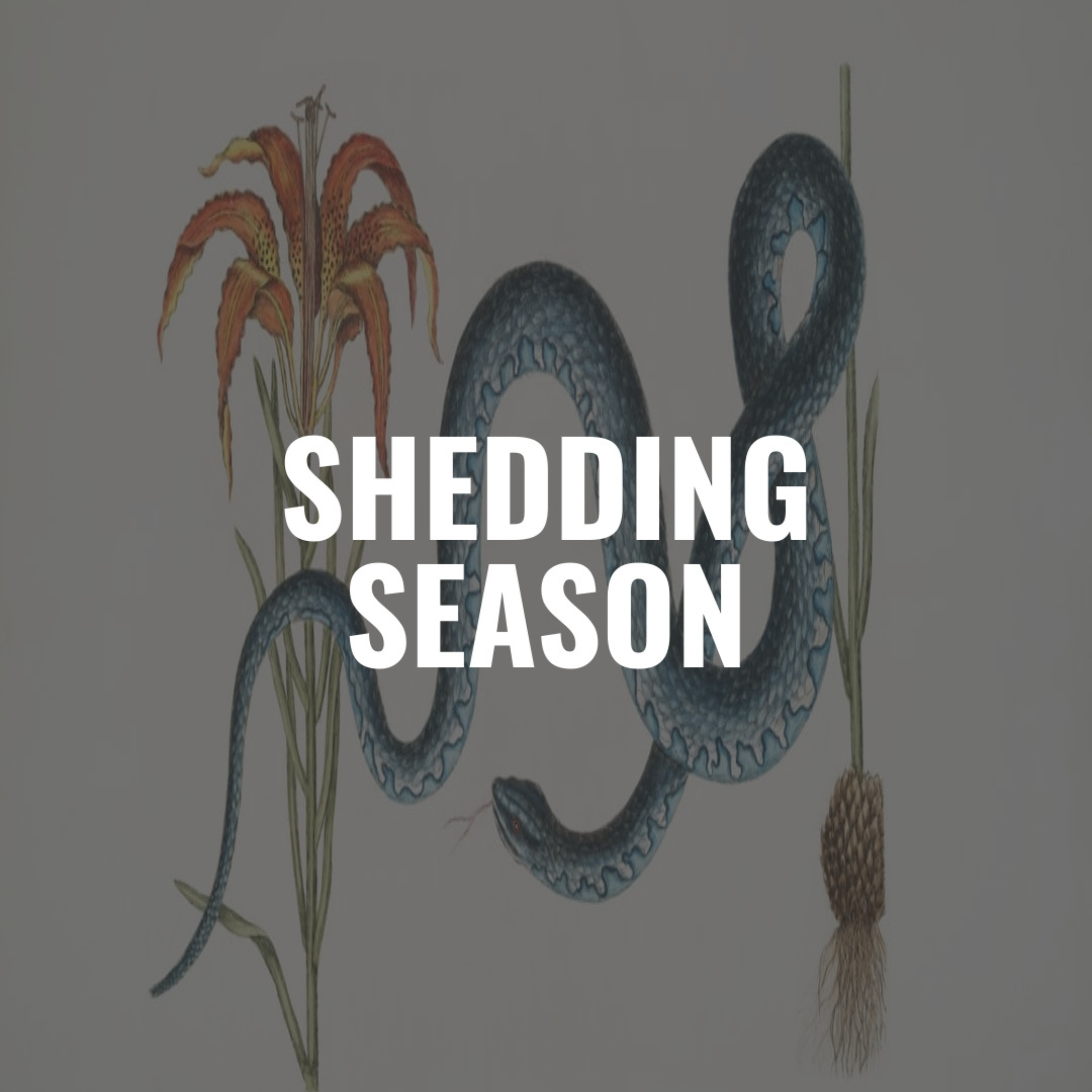 SUBSTACK: SHEDDING SEASON